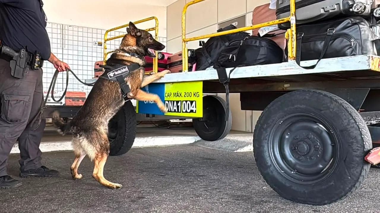 Mais de 70 kg de skunk são apreendidos no Aeroporto de Fortaleza e quatro pessoas são presas