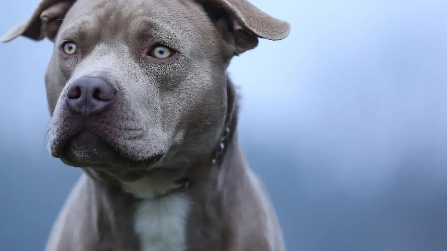 O que diz a lei que limita a circulação de cachorros pitbulls no CE?