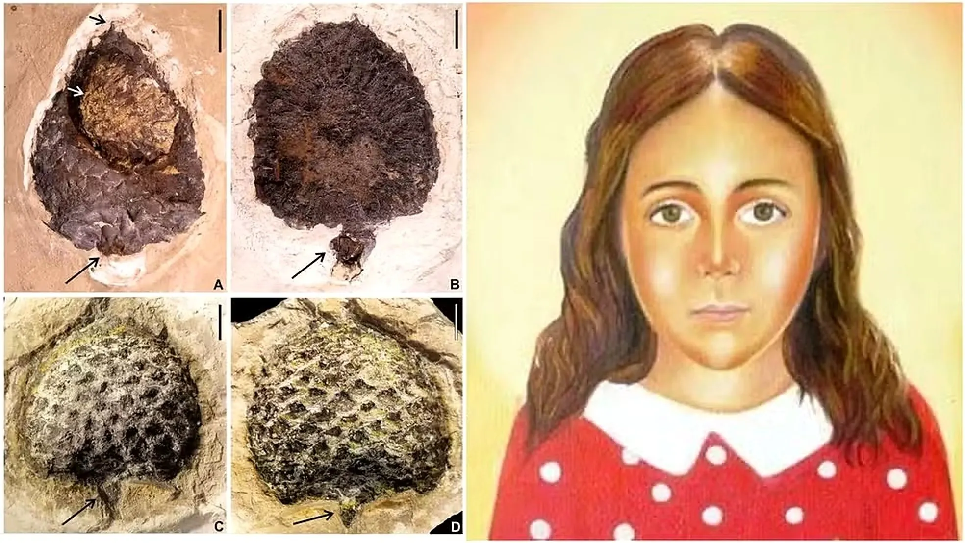Fóssil de araucária com 120 milhões de anos é descoberto na Bacia do Araripe e homenageia Menina Benigna