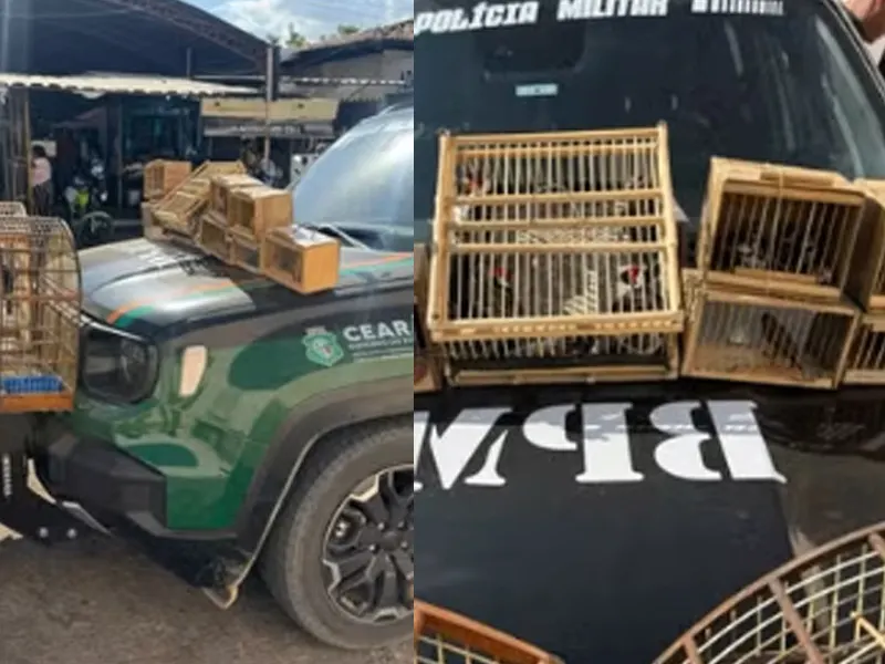 BPMA resgata 27 aves silvestres em feira de Barbalha